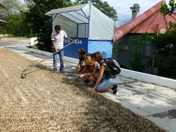 Visitantes participando en la recolección de café en el Diriá Coffee Tour Hojancha