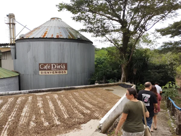 Proceso de secado de granos de café al sol en el Diriá Coffee Tour Hojancha