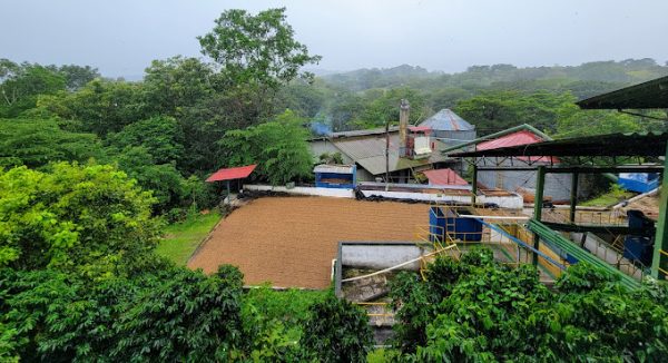 Diriá Coffee Tour Guanacaste - Imagen 9