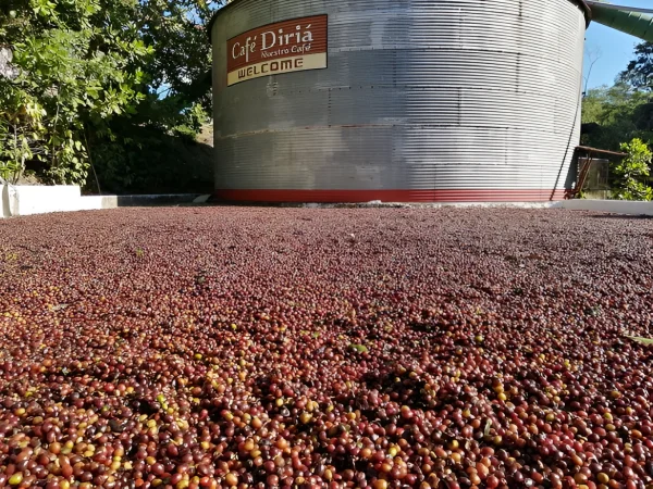 Café secándose al sol en la finca del Diriá Coffee Tour, Costa Rica