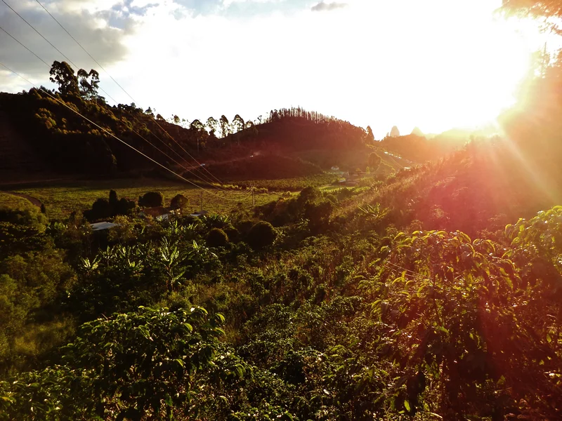 Paisaje al amanecer con plantaciones de café en un entorno natural en Costa Rica