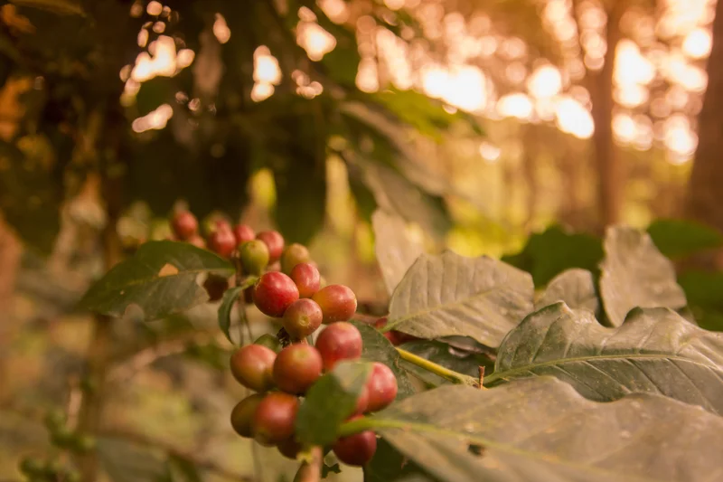 Ramas de café con granos maduros en una plantación al amanecer, durante un tour de café en Costa Rica